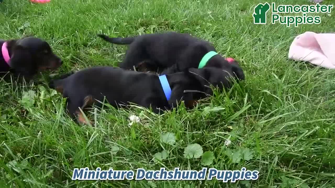 Miniature Dachshund dogs for sale: Fireworks - Video 1