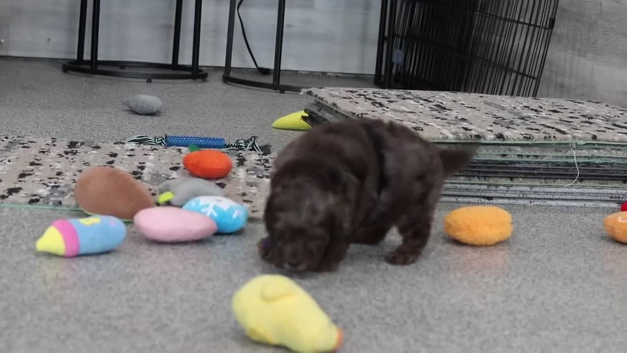 Cavapoo dogs for sale: Brooklyn - Video 1