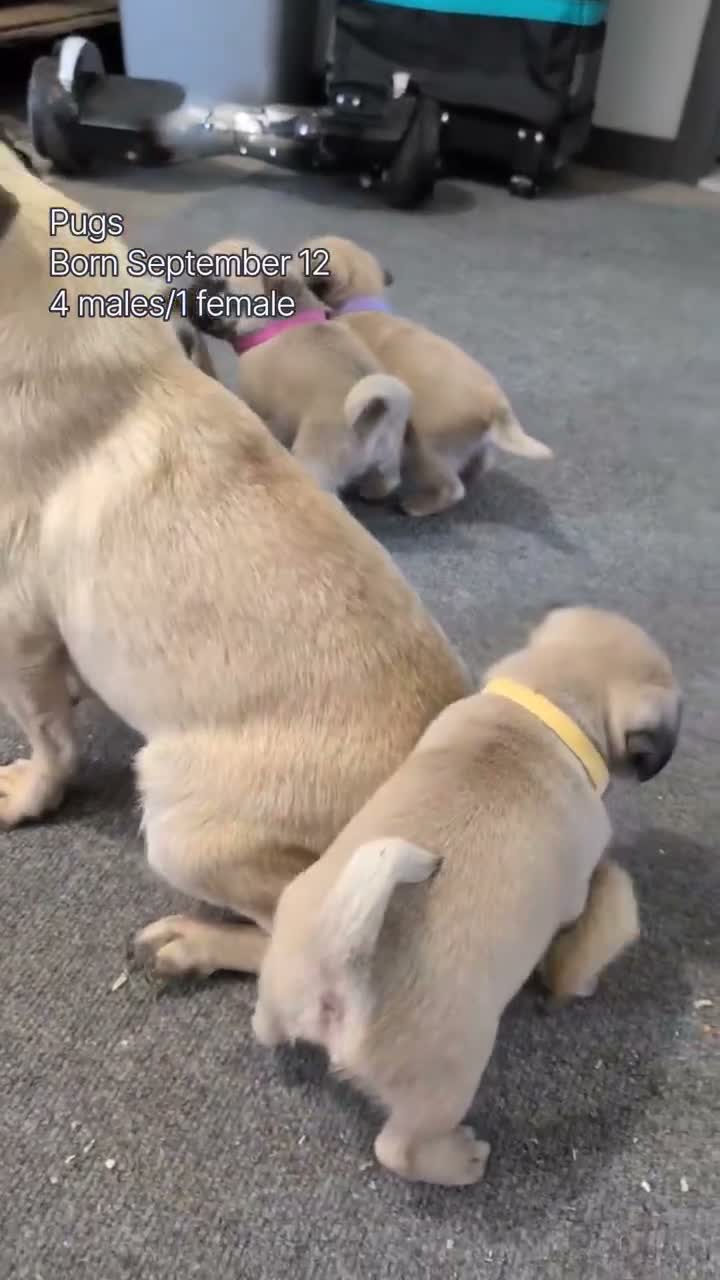 Pug dogs for sale: Namor - Video 3