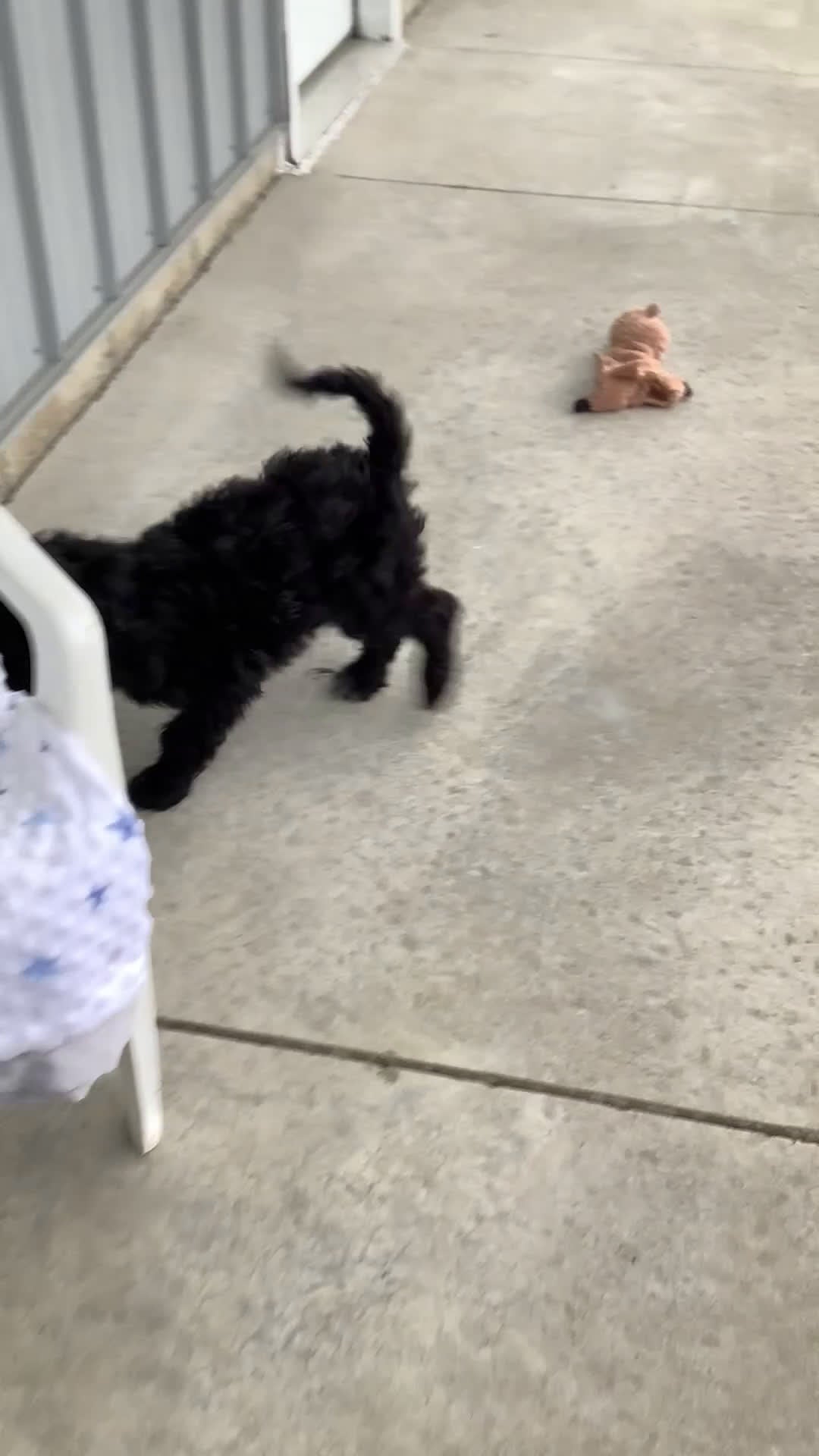 Goldendoodle dogs for sale: Fido Puppy 1 - Video 2