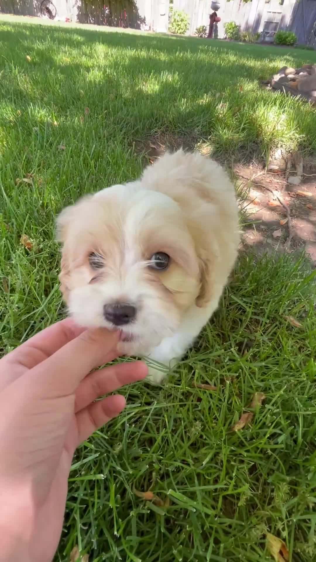 Cavapoo dogs for sale: Elvis - Video 1