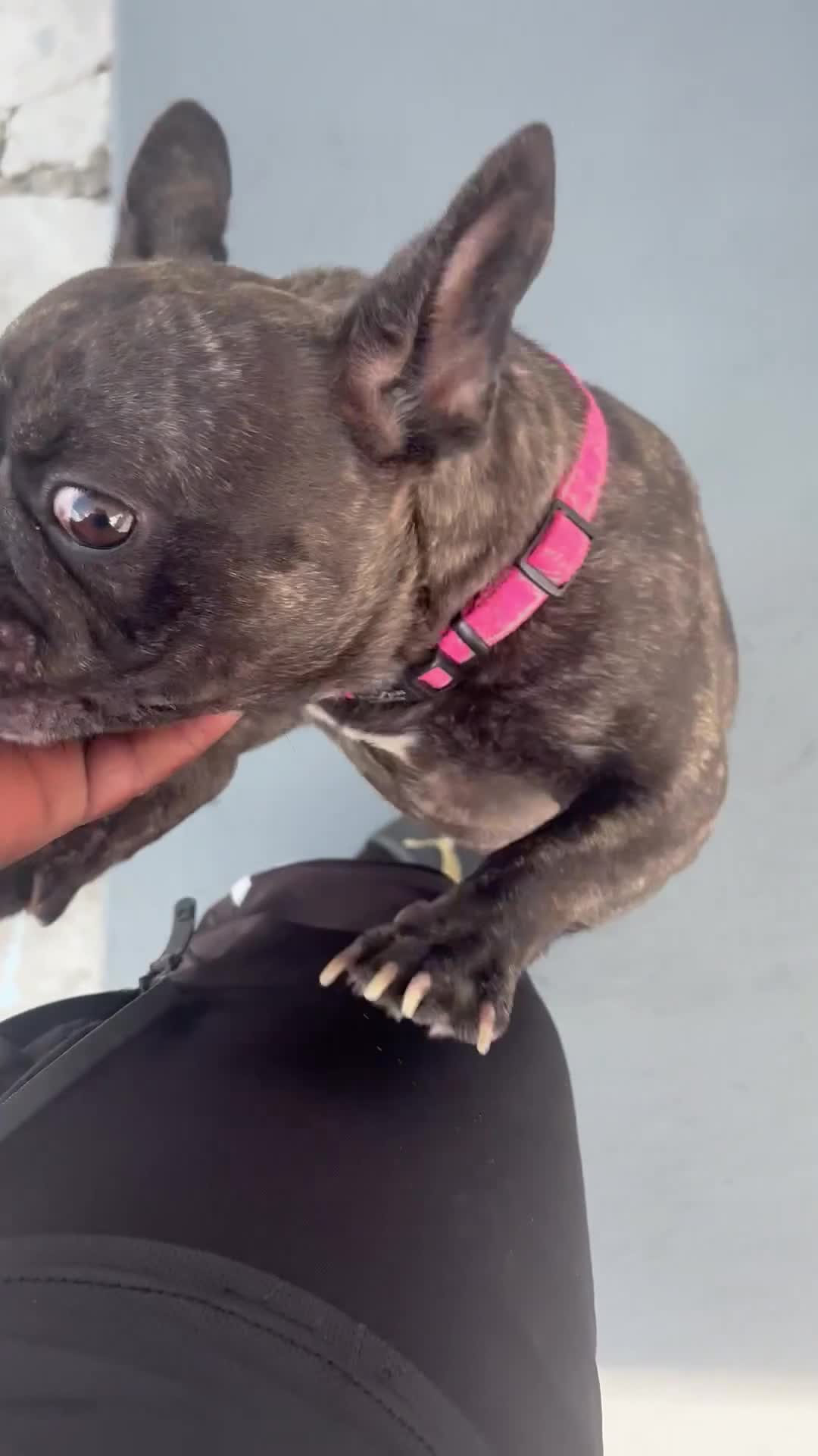 French Bulldog dogs for sale: French Bulldog 1 - Video 4