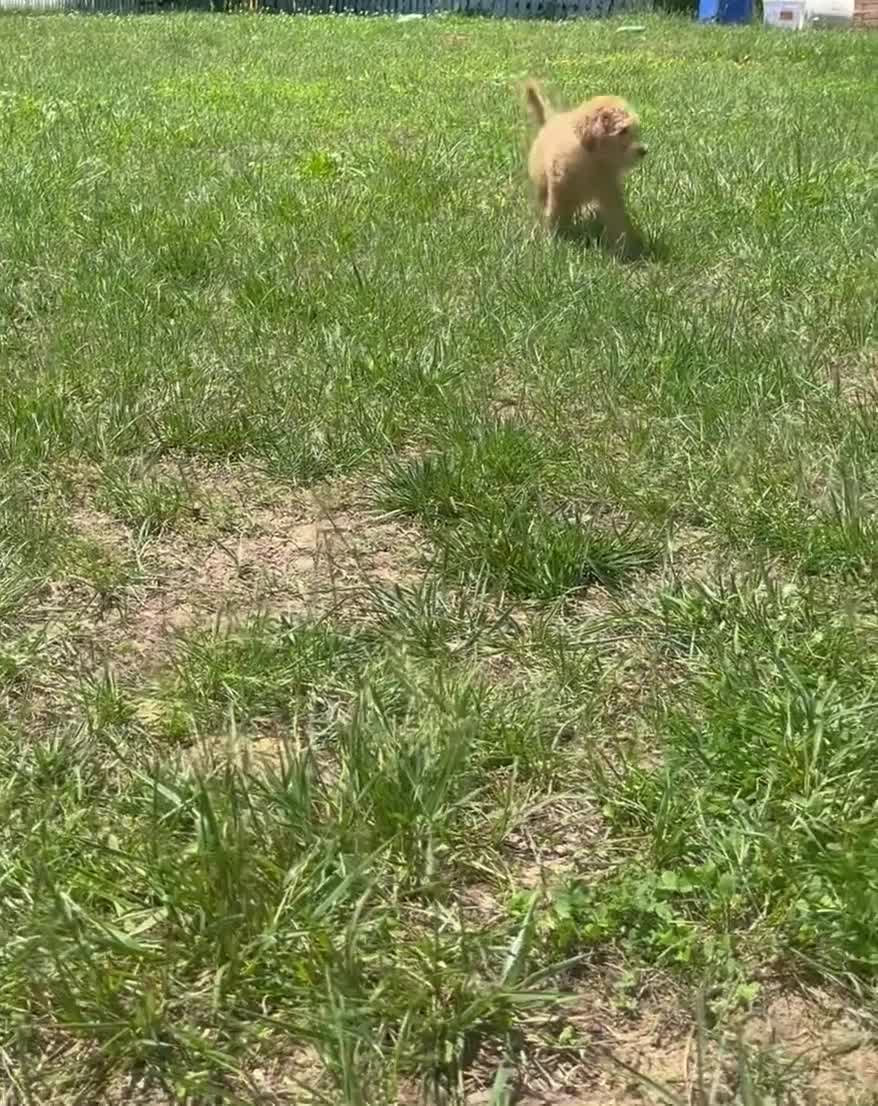 Goldendoodle dogs for sale: Mango - Video 1