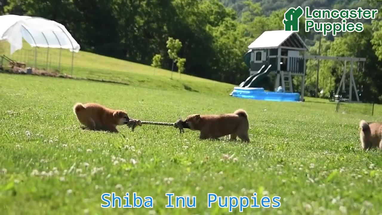 Shiba Inu dogs for sale: Sheriff - Video 1