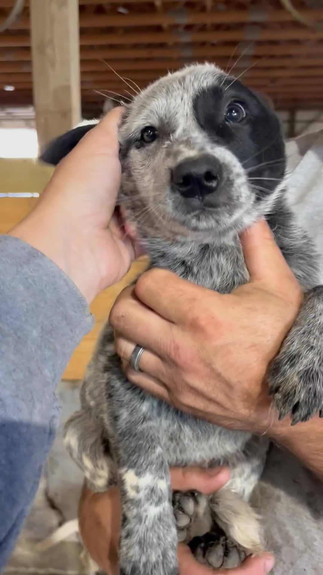 Australian Cattle Dog dogs for sale: Jasper - Video 1