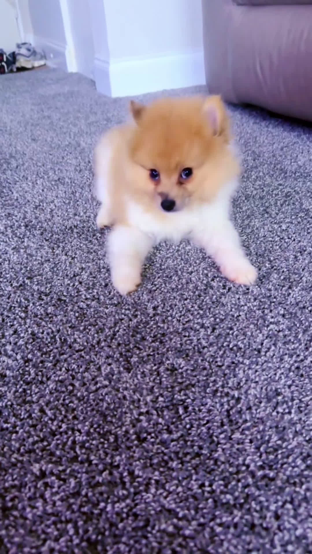 Pomeranian dogs for sale: Bruno - Video 1