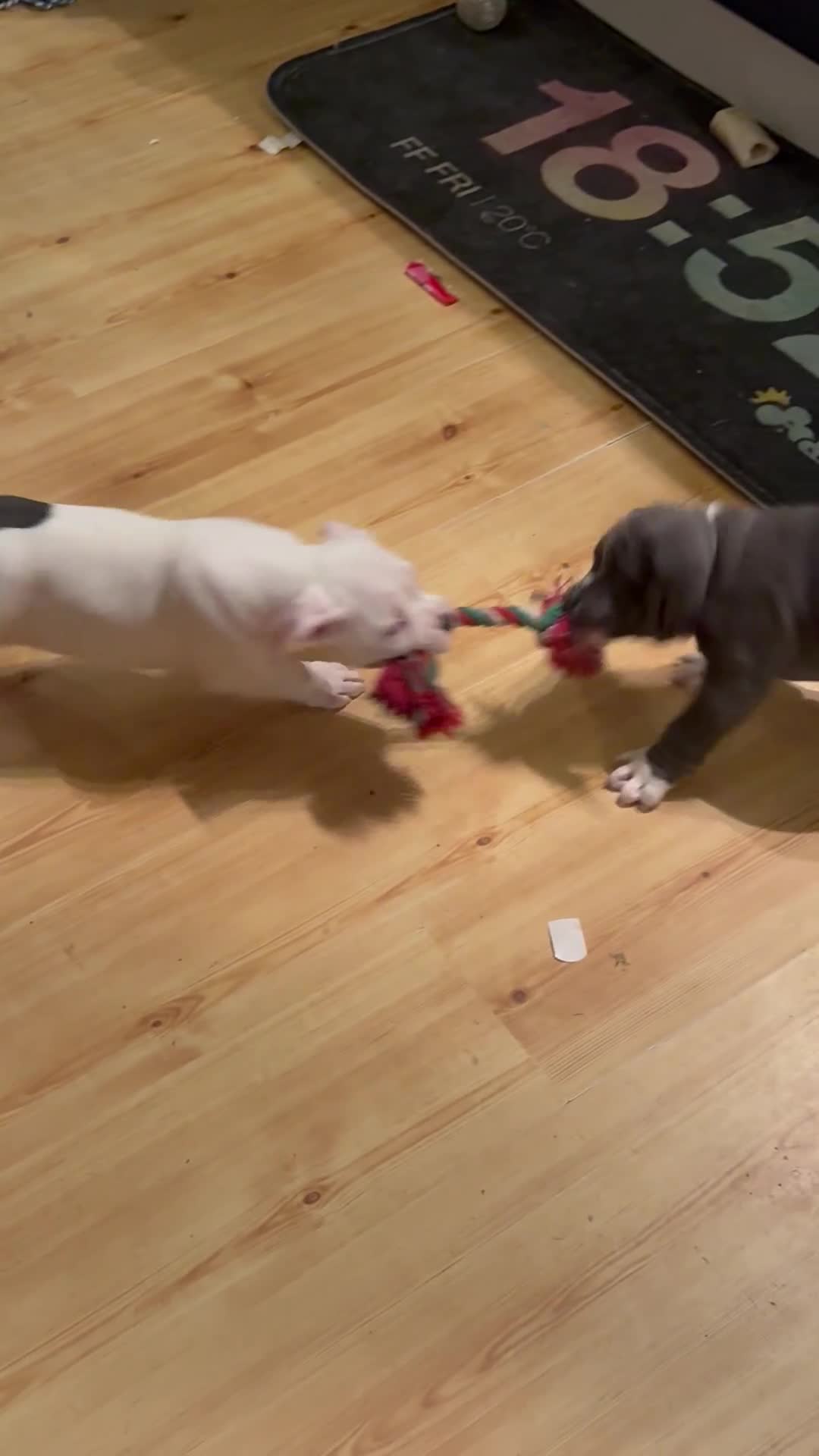 American Bully dogs for sale: Bailey  - Video 2