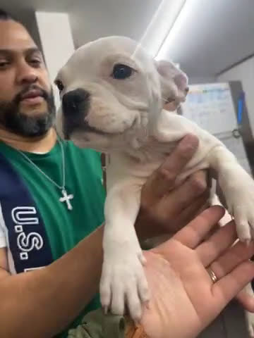 American Bully dogs for sale: American Bully Puppy 1 FEMALE White - Video 1