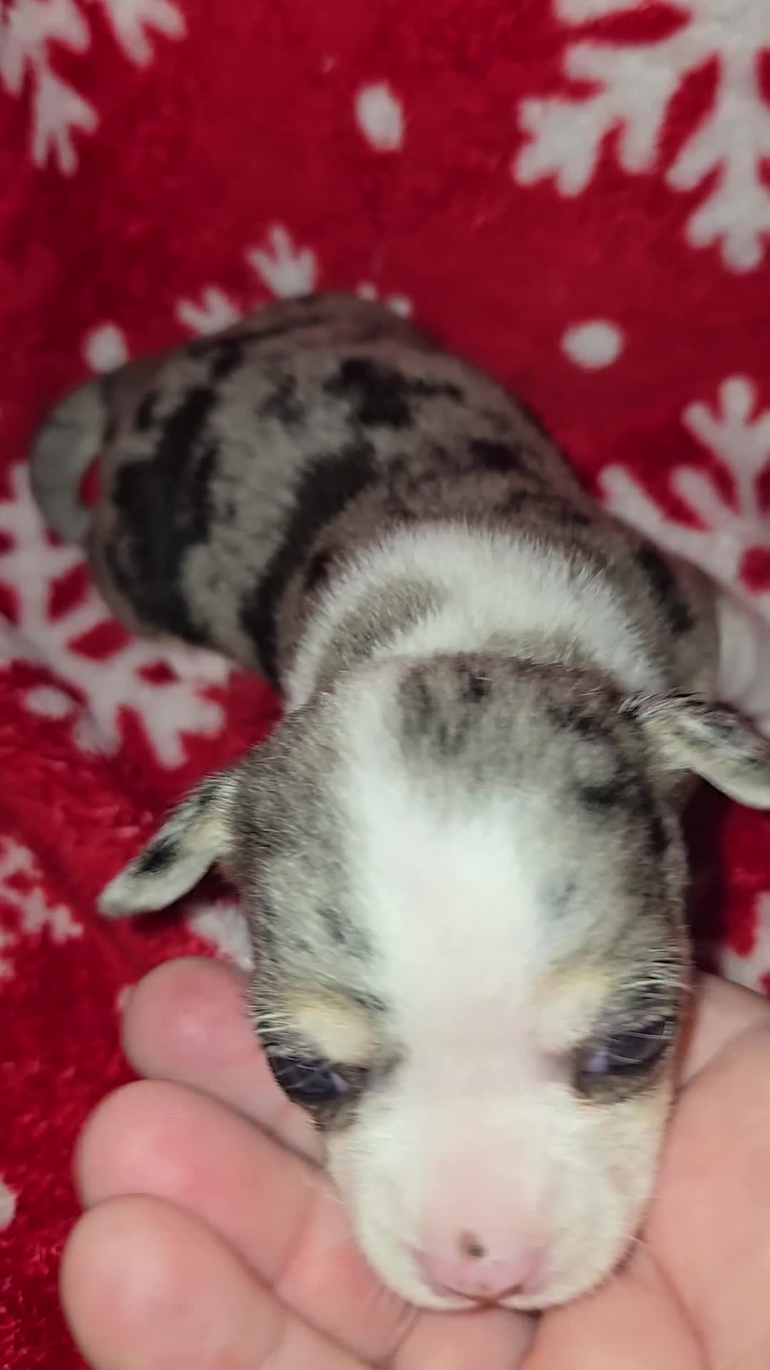 Chihuahua dogs for sale: Merle Girl - Video 1