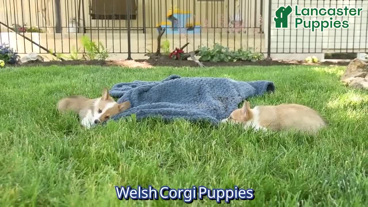 Welsh Corgi Pembroke dogs for sale: Ruby  - Video 1
