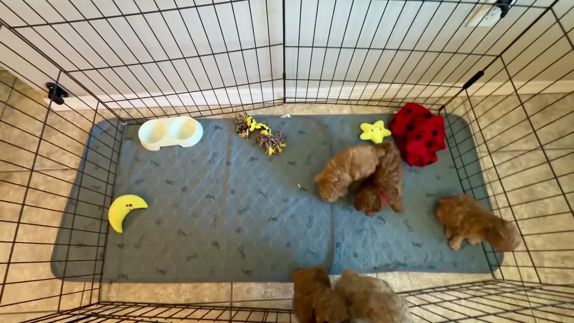 Toy Poodle dogs for sale: Toy Poodle teacup girl  - Video 1