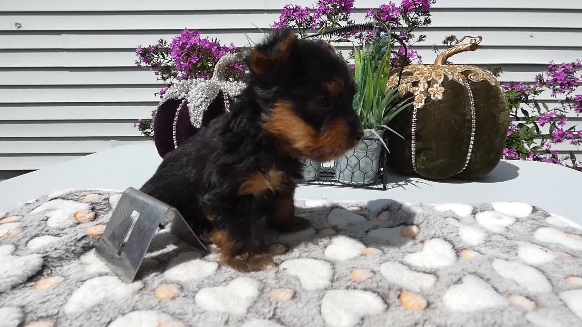 Yorkshire Terrier dogs for sale: Yorkshire Terrier 1 Marko - Video 1