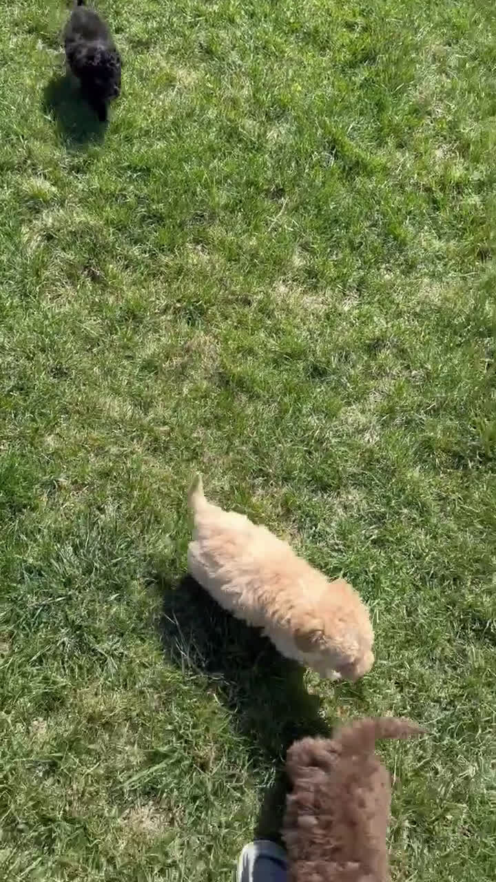 Miniature Poodle dogs for sale: Mini Parker - Video 4