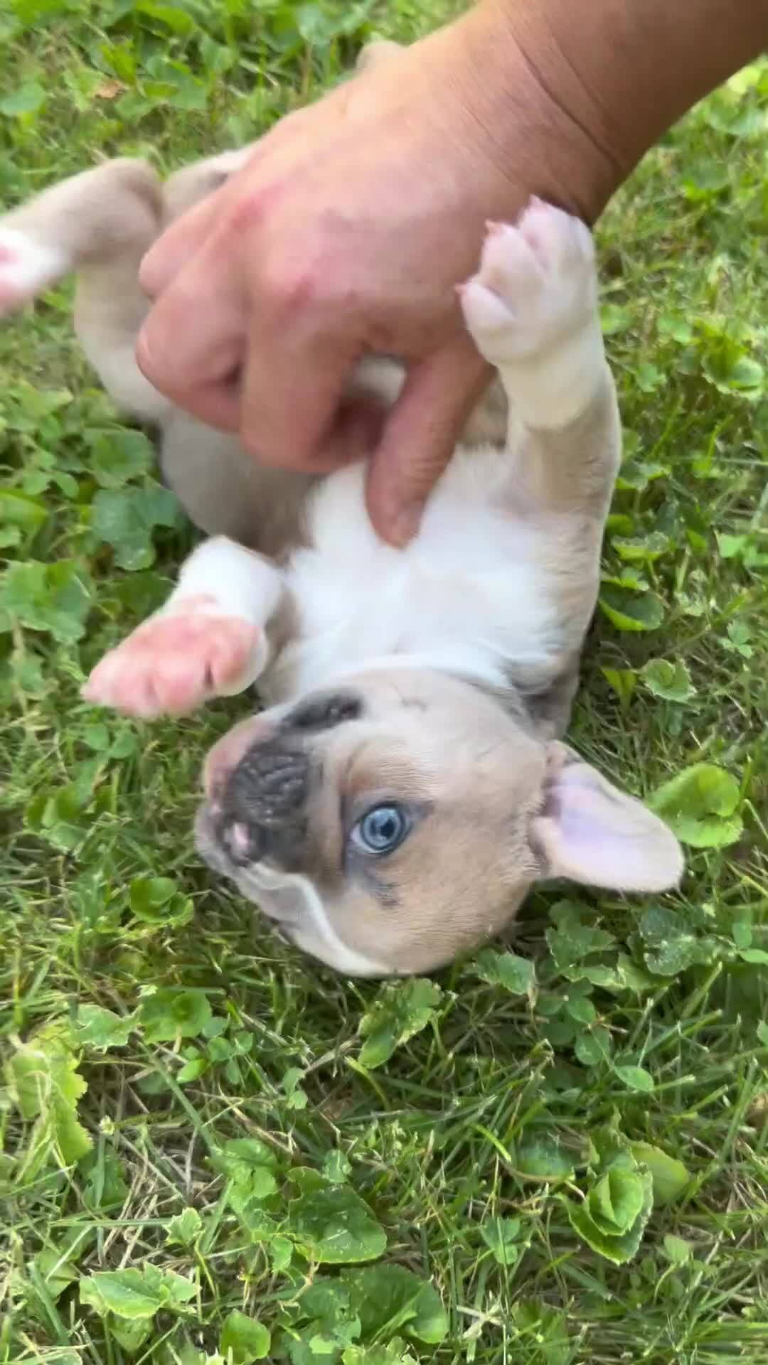 Frenchton dogs for sale: Dandelion- DNA 4 panel Clear  - Video 1