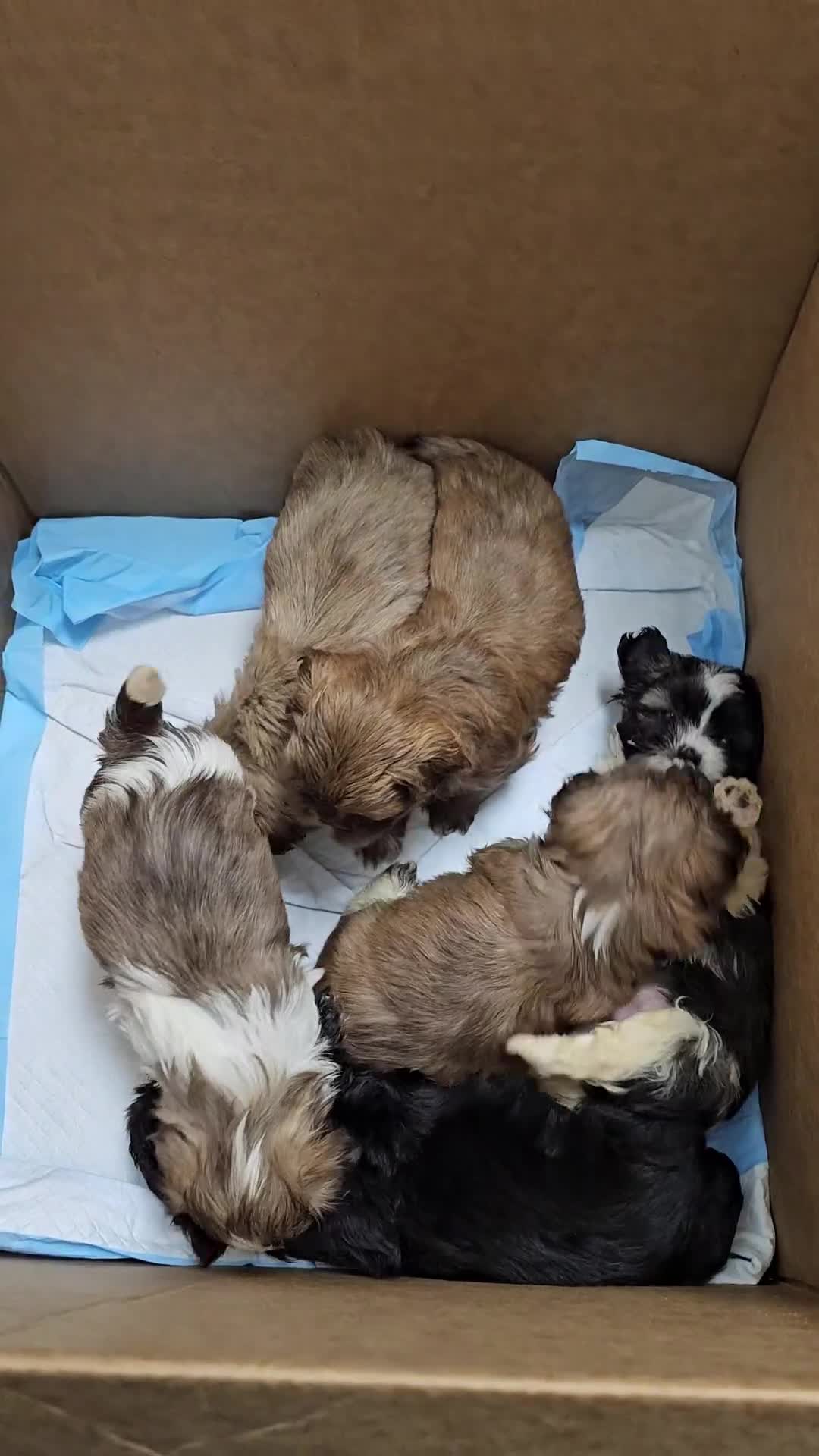 Shih Tzu dogs for sale: Rudy - Video 1