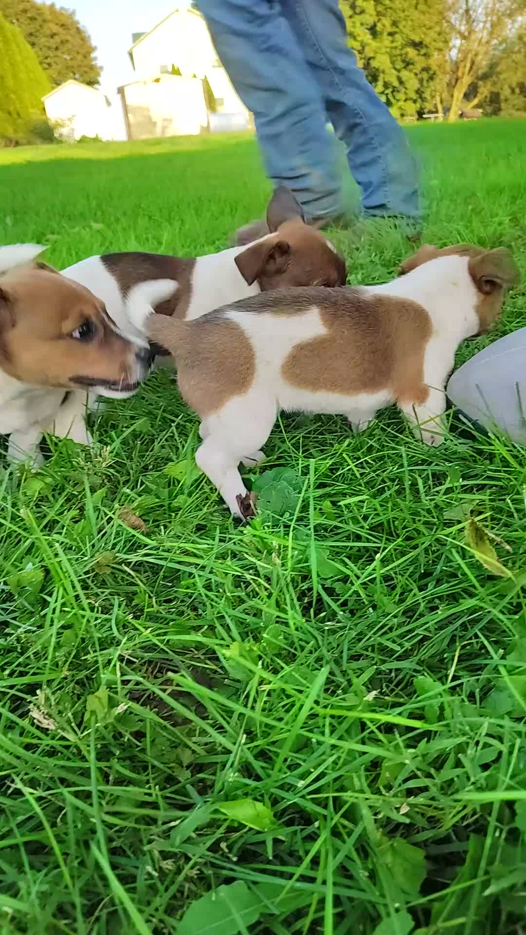 Jack Russell Terrier dogs for sale: Rusty - Video 1