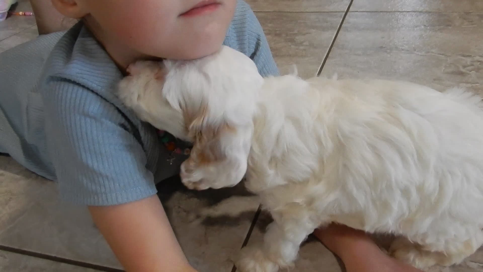 Cockapoo dogs for sale: Rover - Video 1