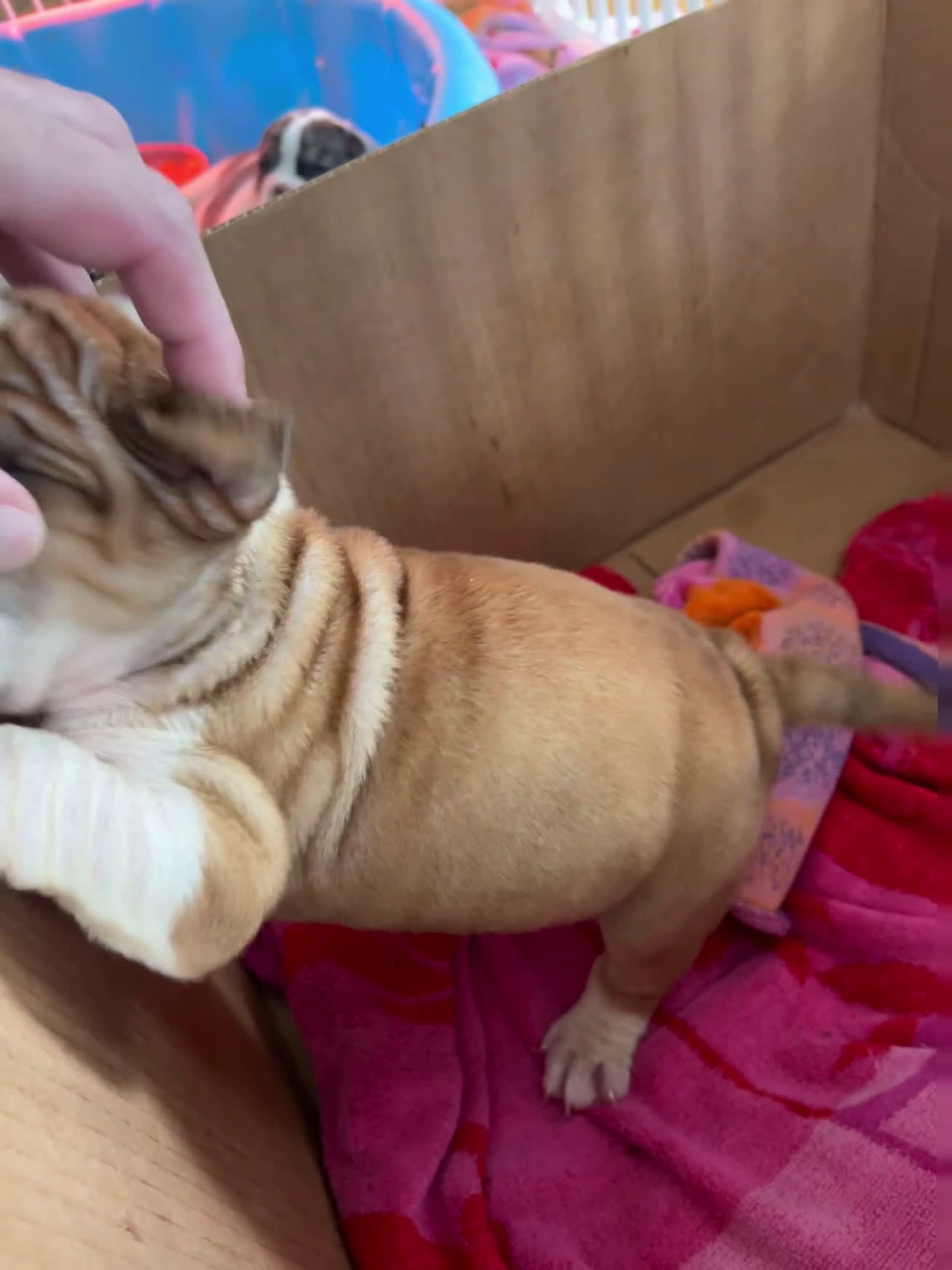 Mixed Breed dogs for sale: Checkers - Video 2