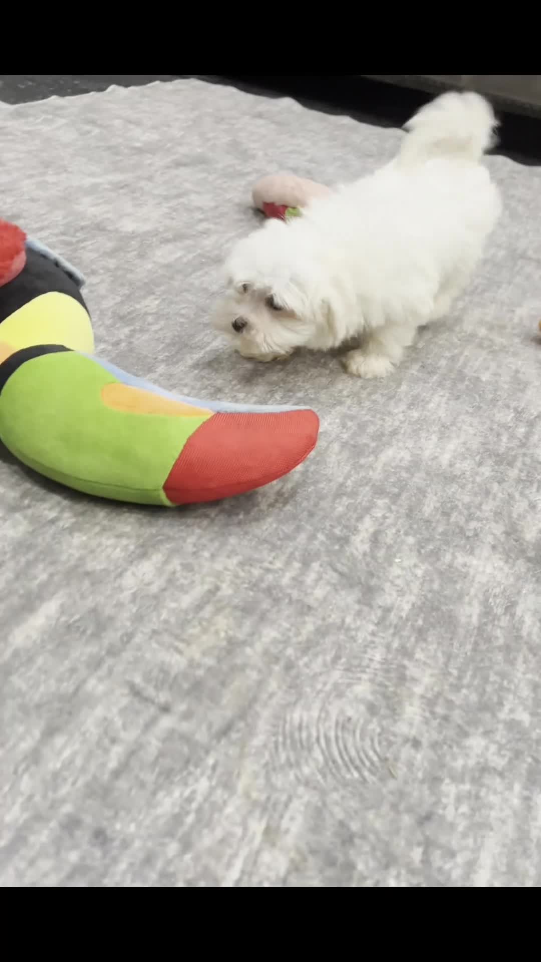 Maltese dogs for sale: Luca AKC - Video 1