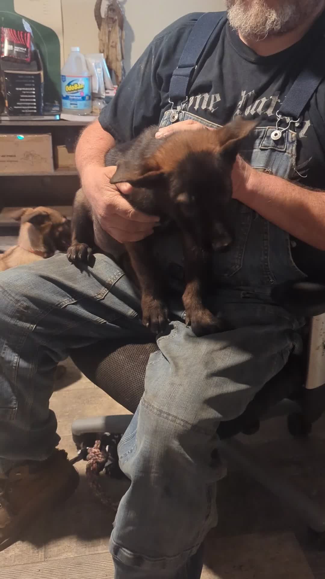 Belgian Malinois dogs for sale: Echo (orange collar) - Video 2