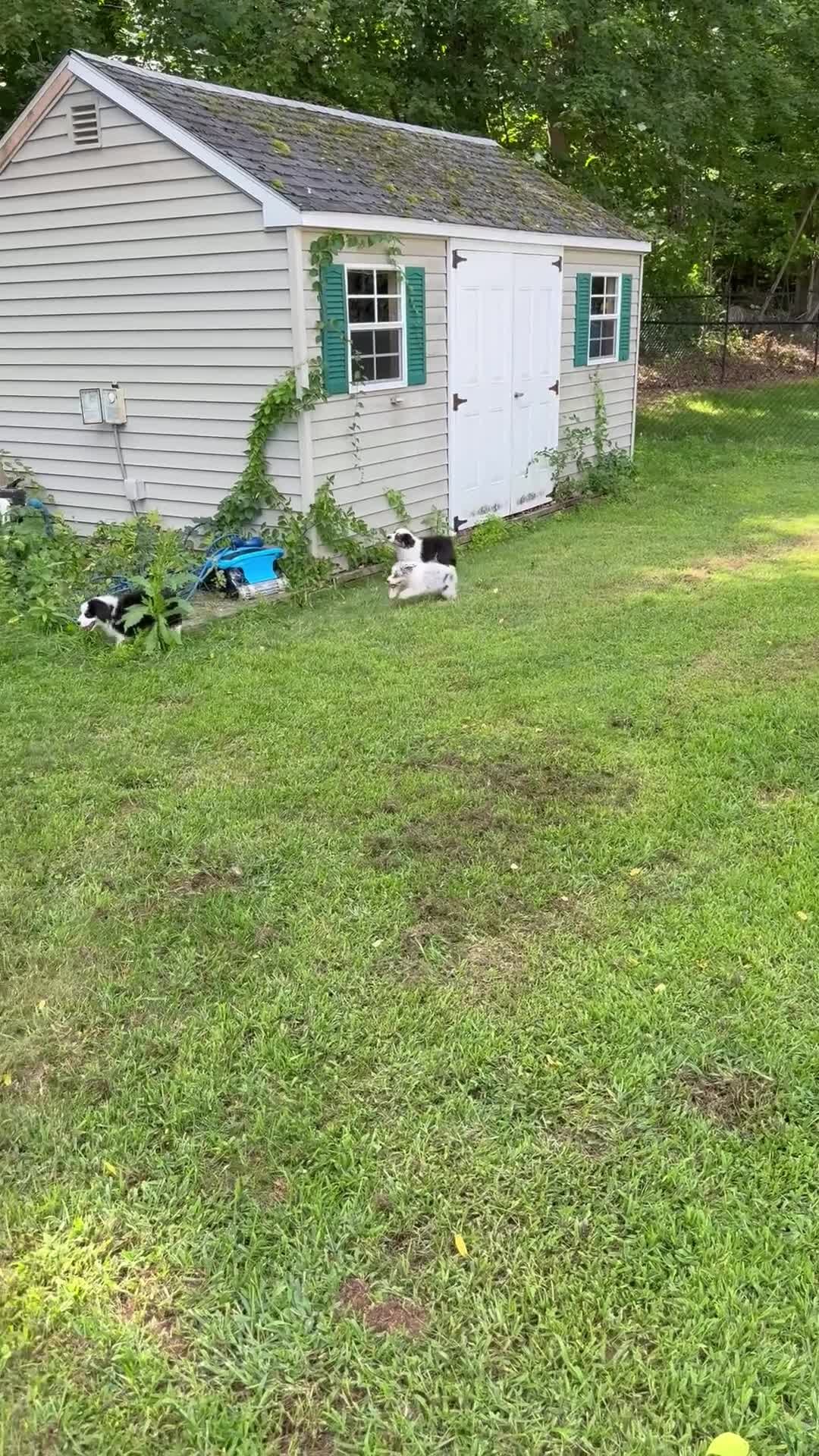Australian Shepherd dogs for sale: Australian Shepherd Black tri Boy - Video 1
