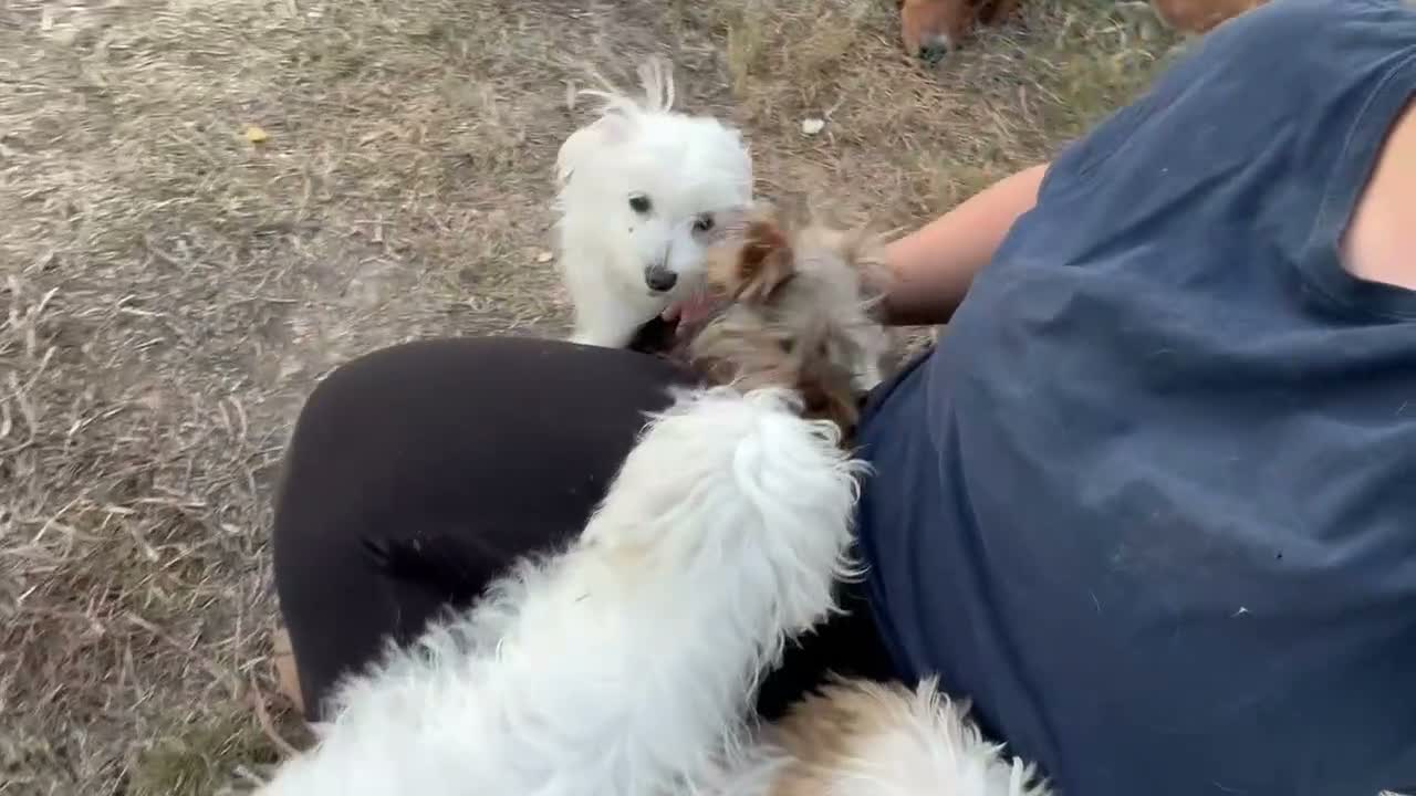 Yorkshire Terrier dogs for sale: Ruby  - Video 1