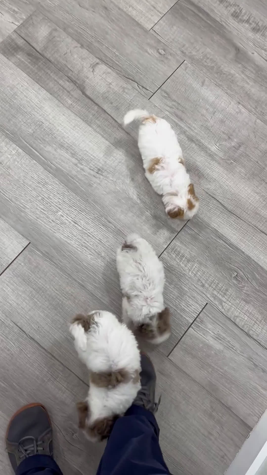 Miniature Poodle dogs for sale: Jasmine - Video 2