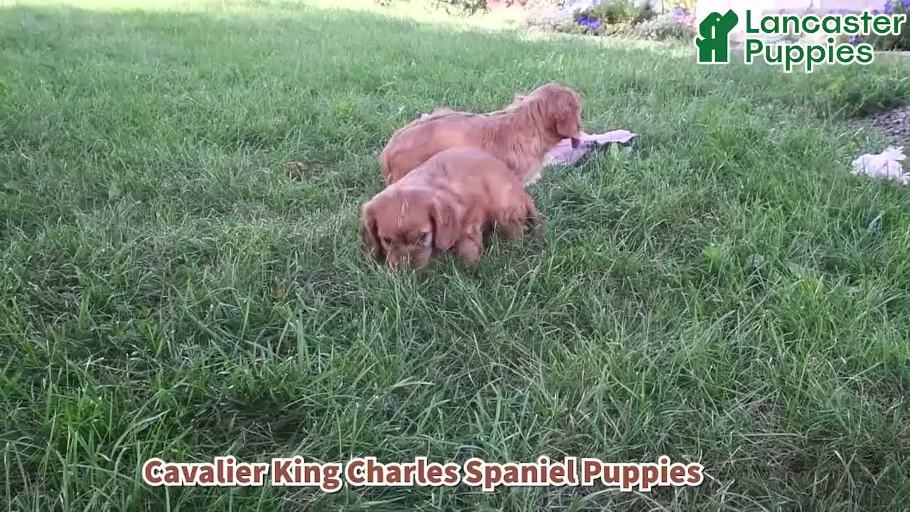 Cavalier King Charles Spaniel dogs for sale: Prince Henry - Video 1