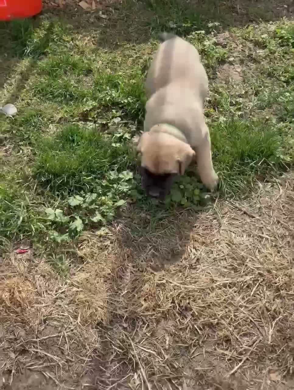 Cane Corso dogs for sale: Cane Corso 1 - Video 1