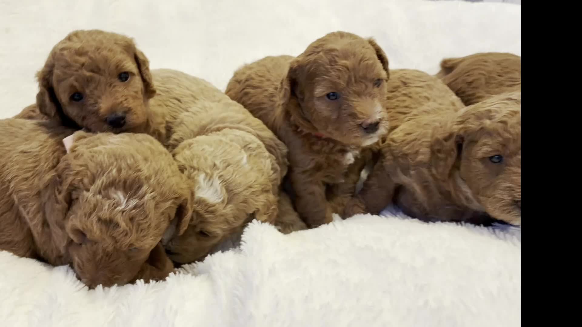 Double Doodle dogs for sale: Name: To be Decided - Video 2