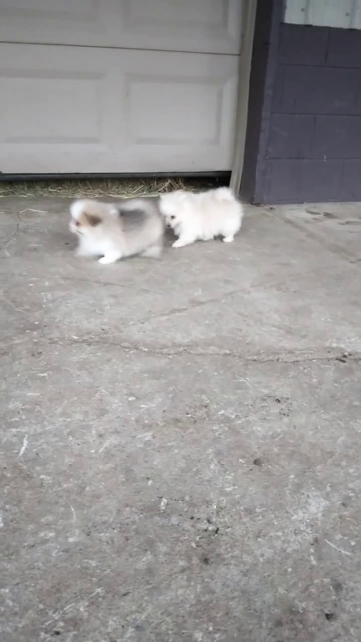 Pomeranian dogs for sale: Parker - Video 1