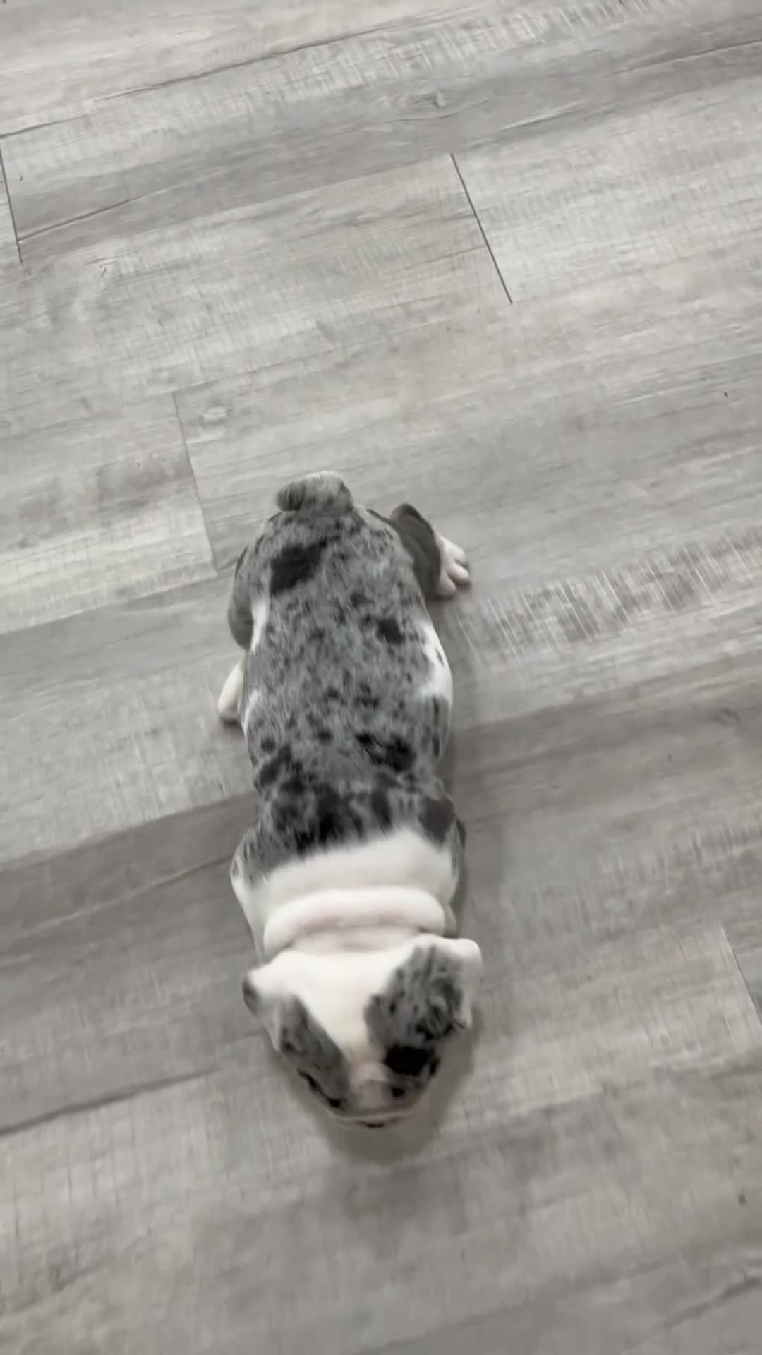 English Bulldog dogs for sale: Edgar - Video 1
