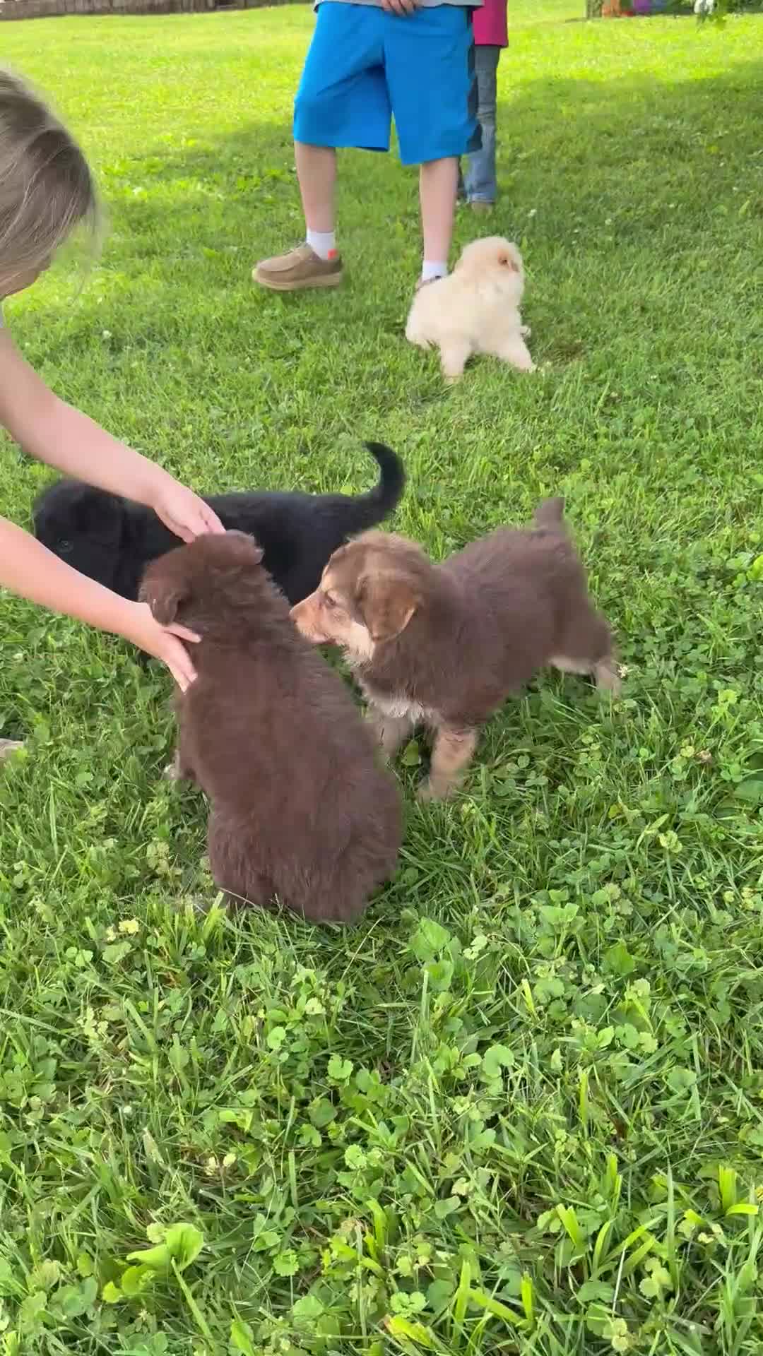 German Shepherd dogs for sale: German Shepherd 3 - Video 3