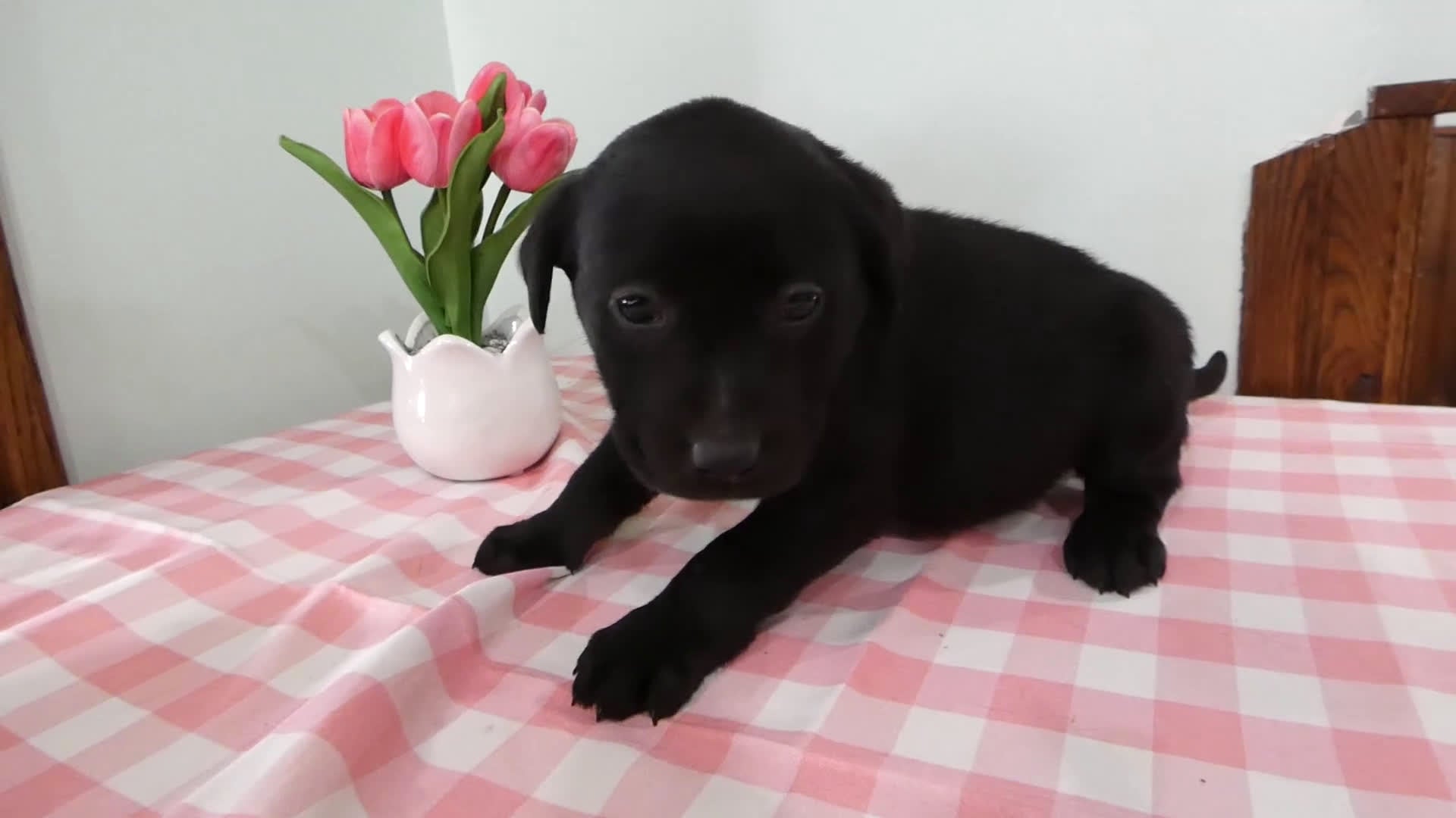 Labrador Retriever dogs for sale: Labrador Retriever Puppy 2 Daisey - Video 1