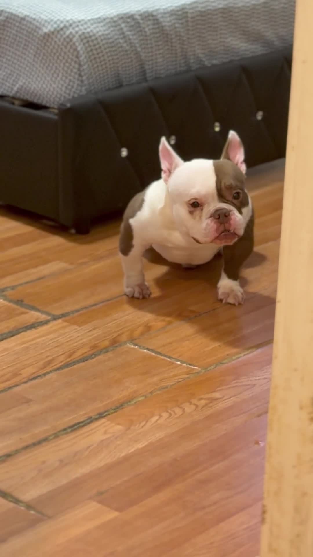 American Bully dogs for stud: APOLLO CREED –MICRO POCKET AMERICAN BULLY  - Video 3