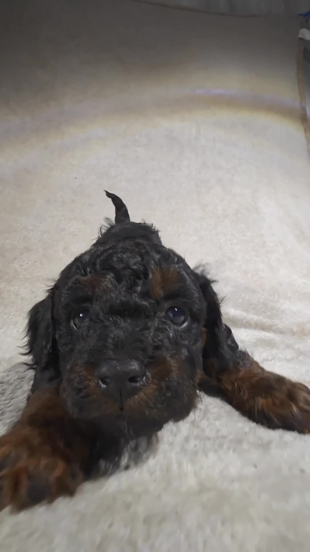 Cavapoo dogs for sale: Zorro (Micro Cavapoo) - Video 1
