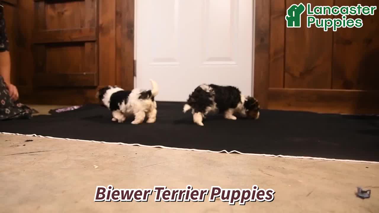 Biewer Terrier dogs for sale: Charlotte - Video 1