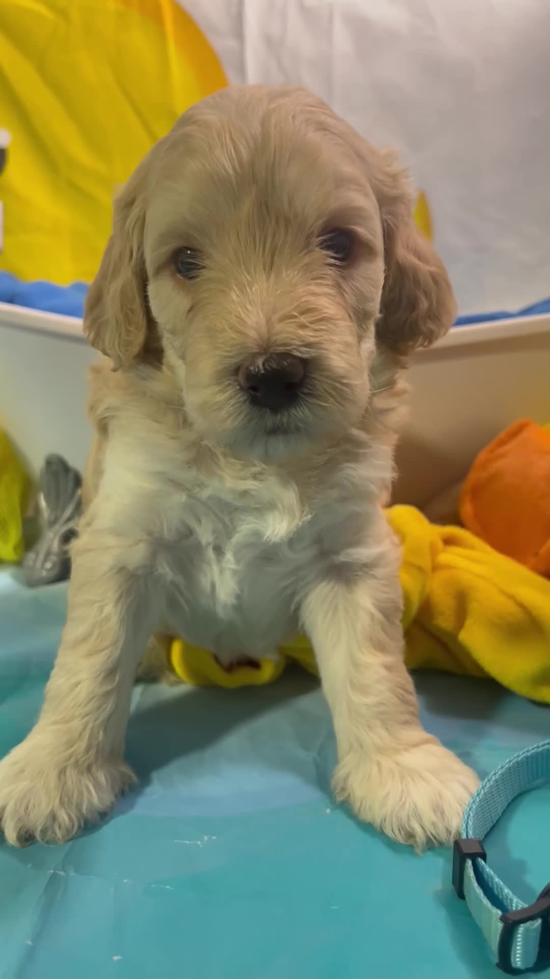 Aussiedoodle dogs for sale: Aqua collar  - Video 1