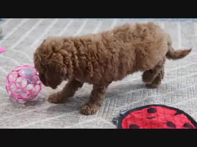 Mini Goldendoodle dogs for sale: Fallon - Video 6