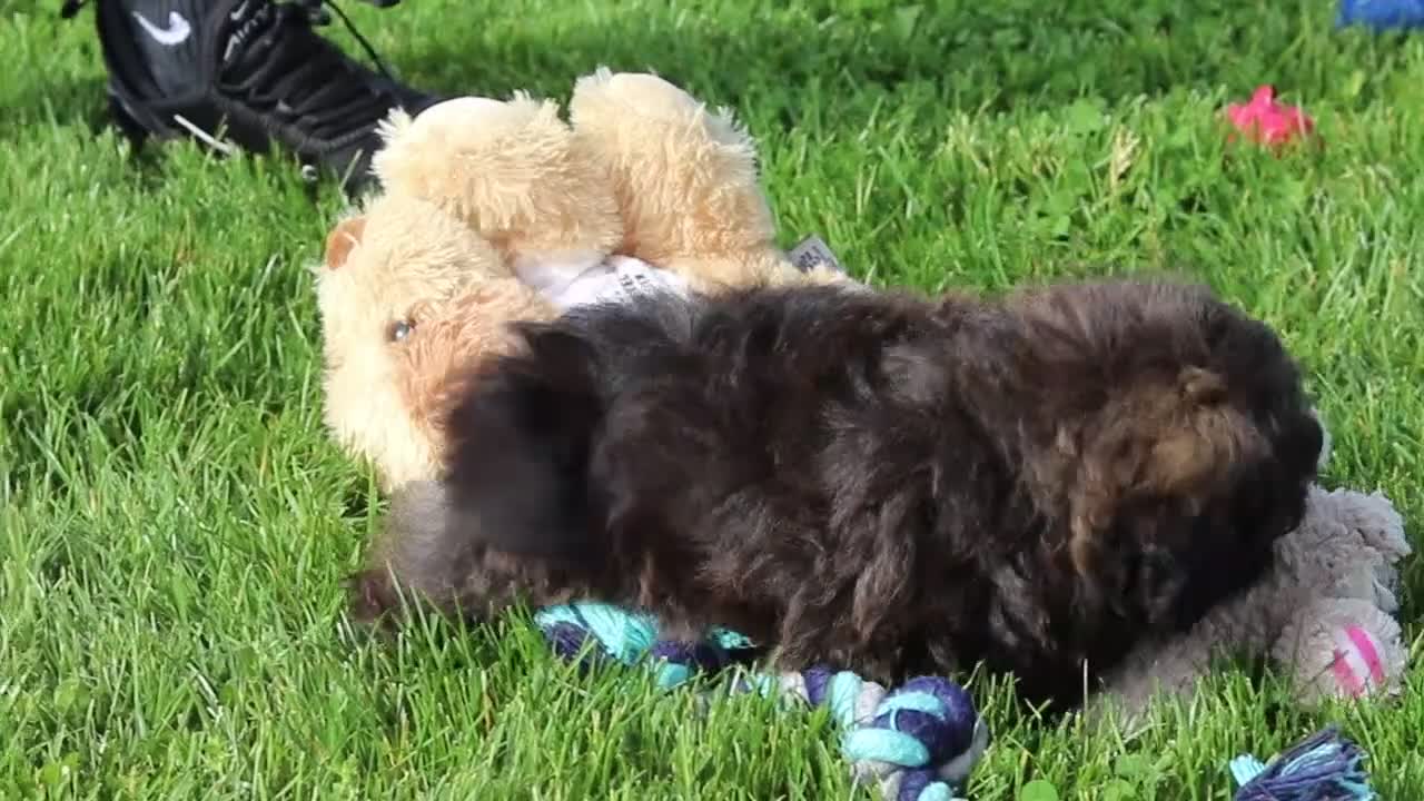 Shihpoo dogs for sale: Taylor - Video 5