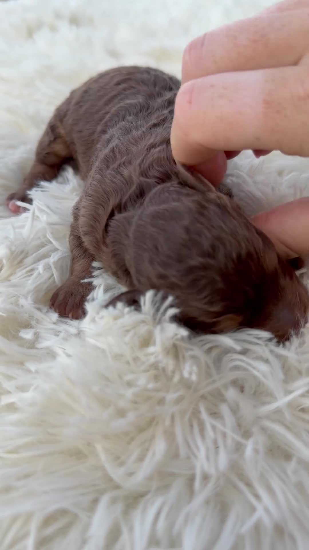 Mini Aussiedoodle dogs for sale: Stryker - Micro Mini F1b - Video 6