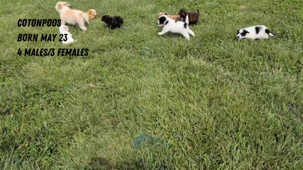 Mixed Breed dogs for sale: Dolly - Video 3
