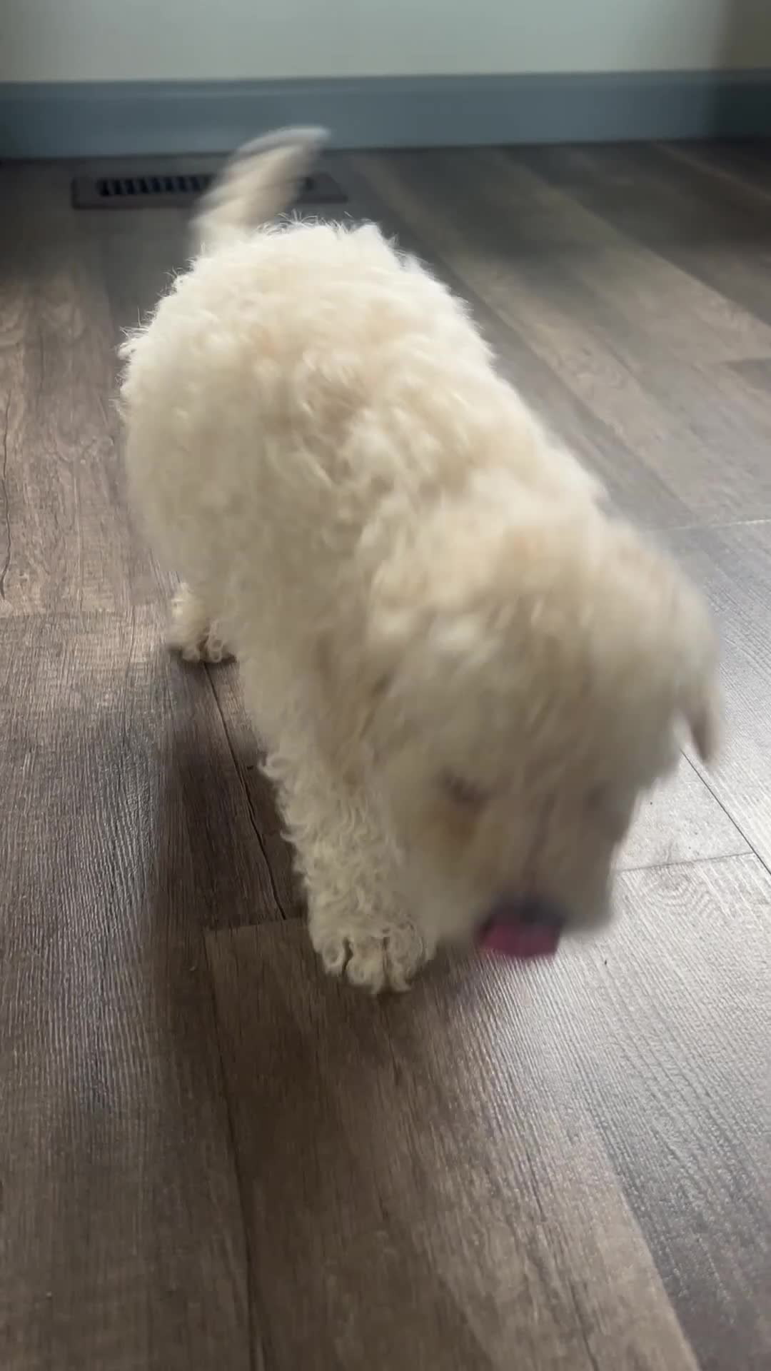 Mixed Breed dogs for sale: Mixed Breed 3 - Video 1