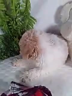 Bichpoo dogs for sale: Joey - Video 1