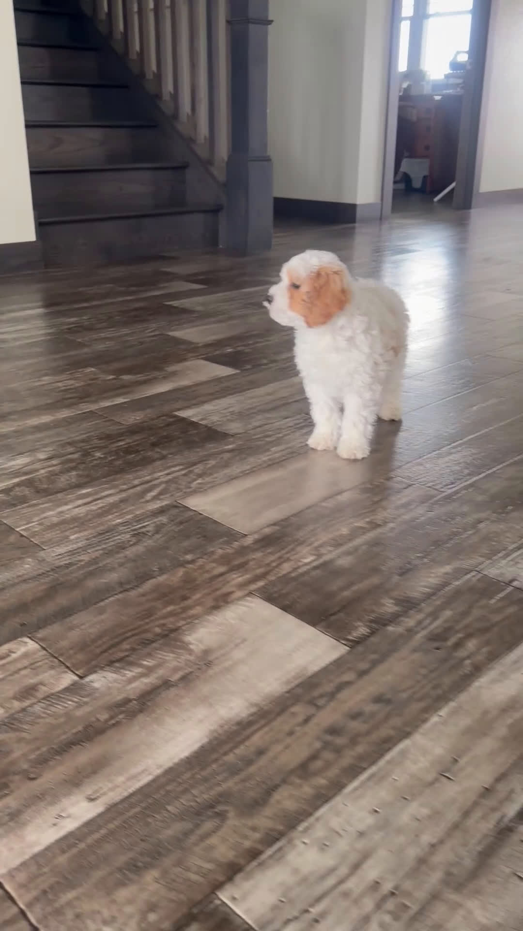 Cavapoo dogs for sale: Fin - Video 1