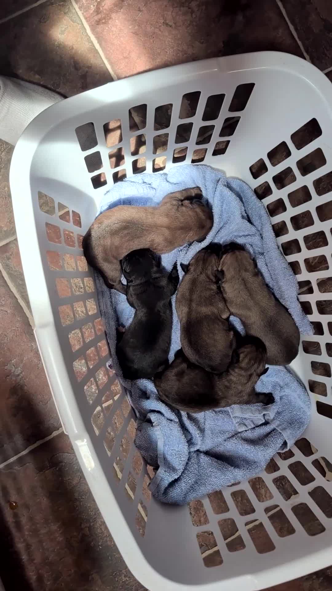 Cane Corso dogs for sale: Cane Corso 11 - Video 1