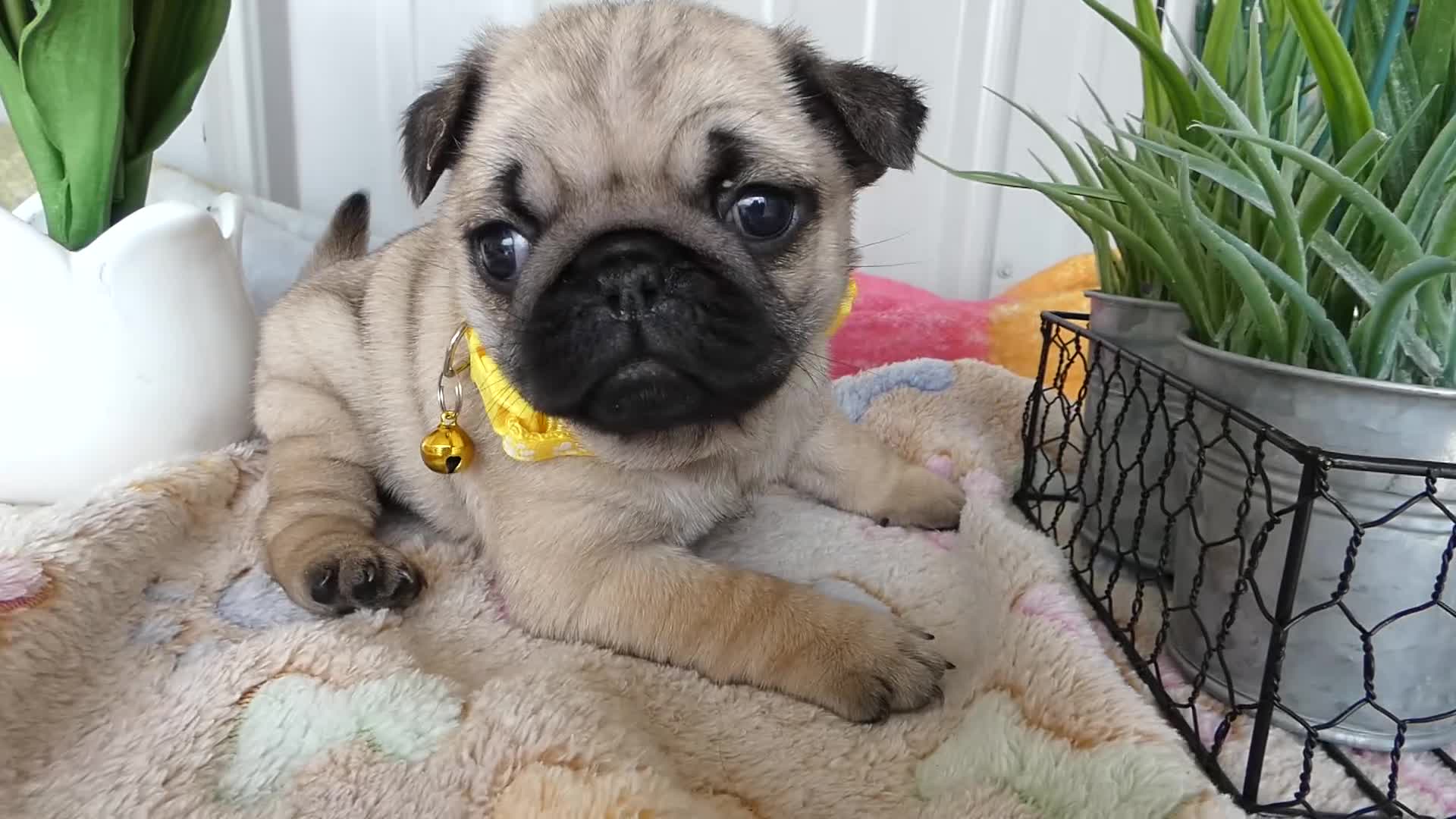 Pug dogs for sale: Pug Puppy 2 Olivia - Video 1