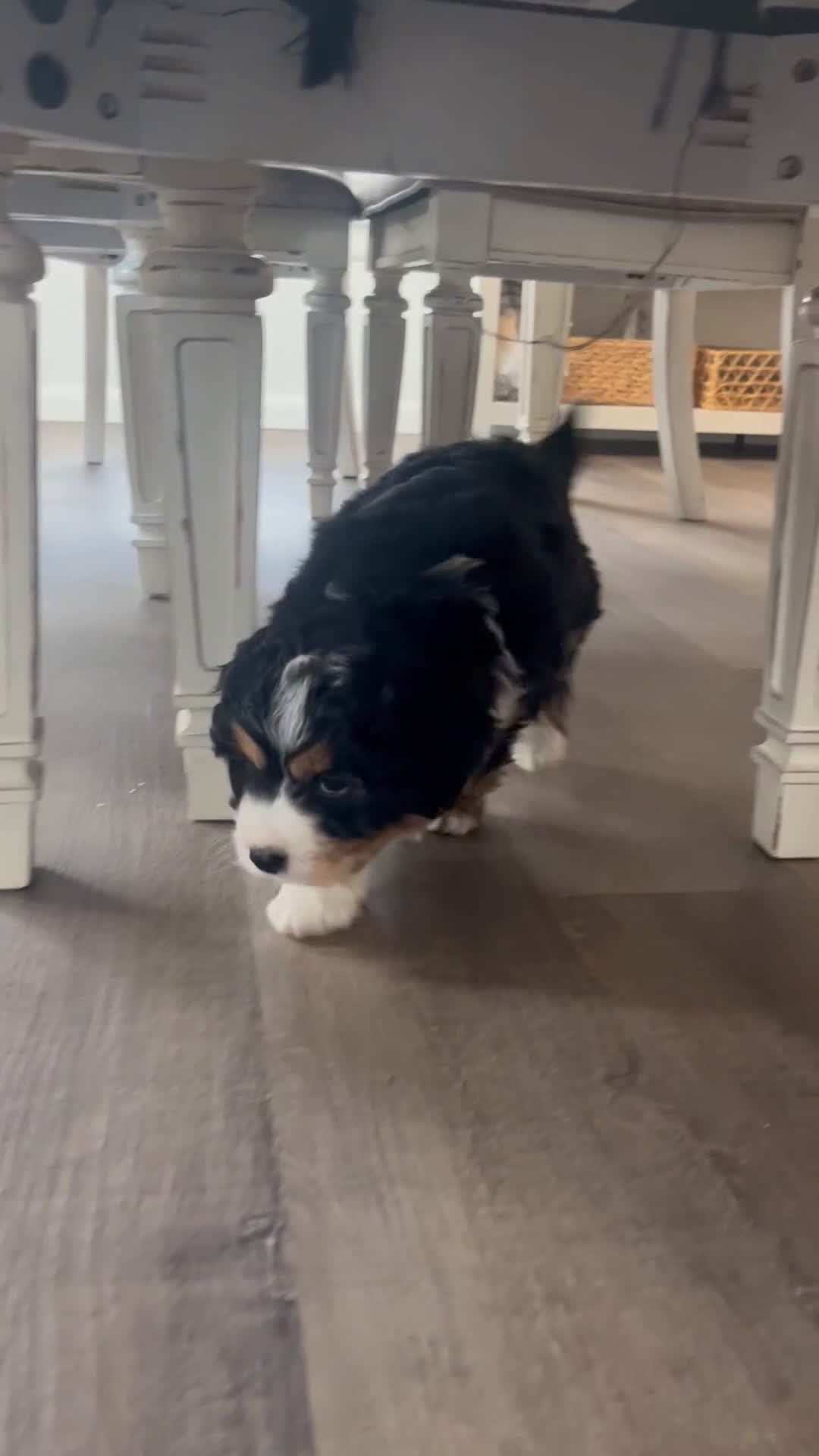 Mini Bernedoodle dogs for sale: Valentine - Video 1