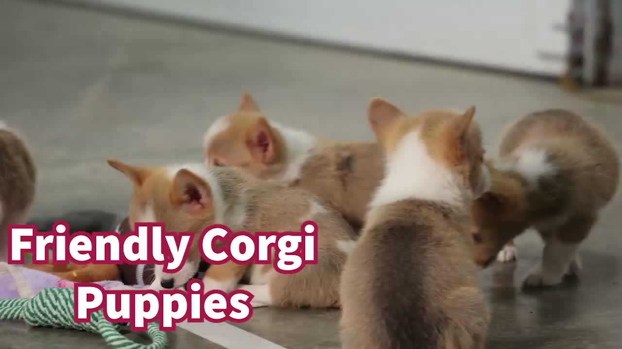 Welsh Corgi Pembroke dogs for sale: Charlie 🐾💙 - Video 1