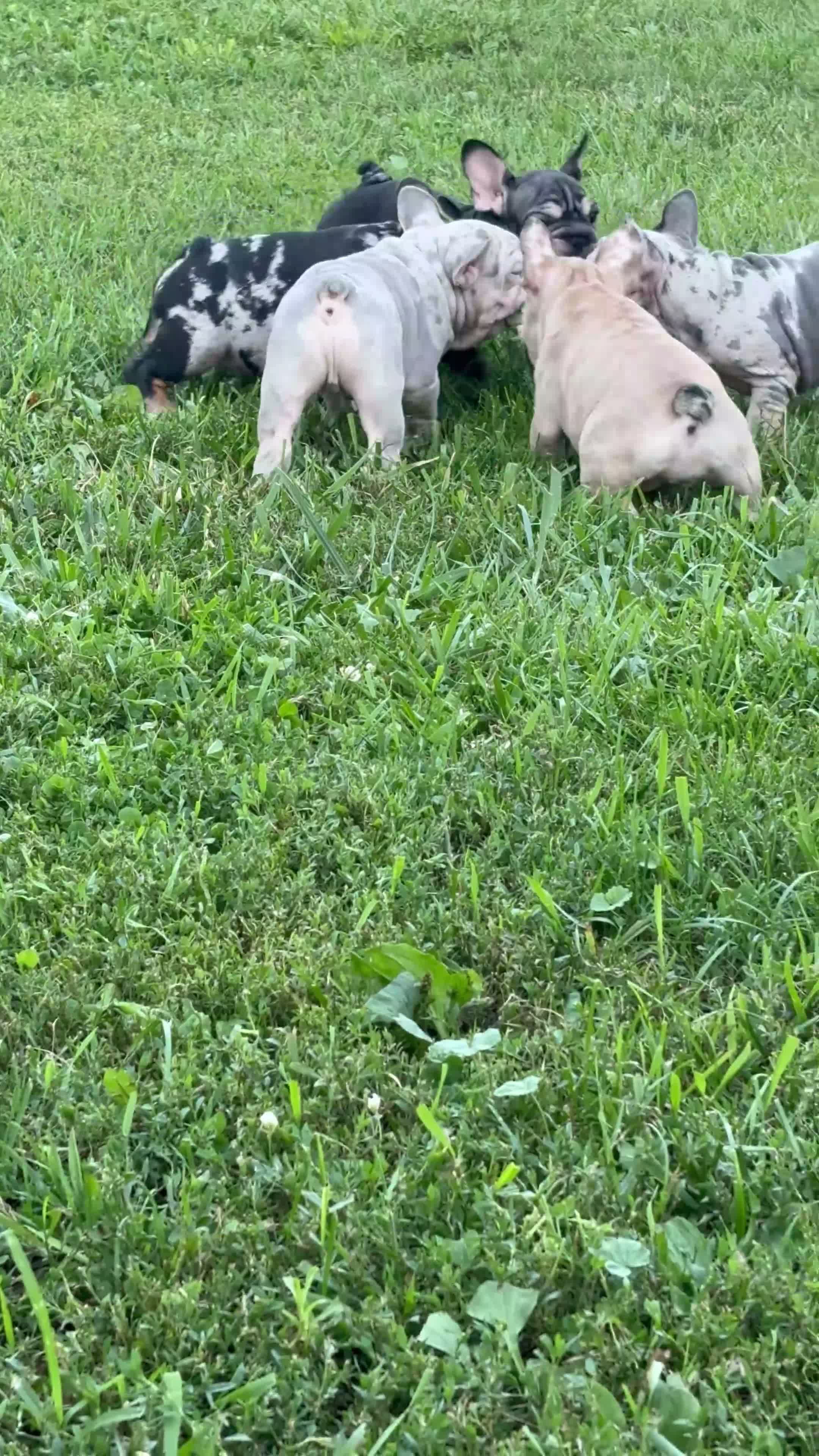 French Bulldog dogs for sale: King - Video 1